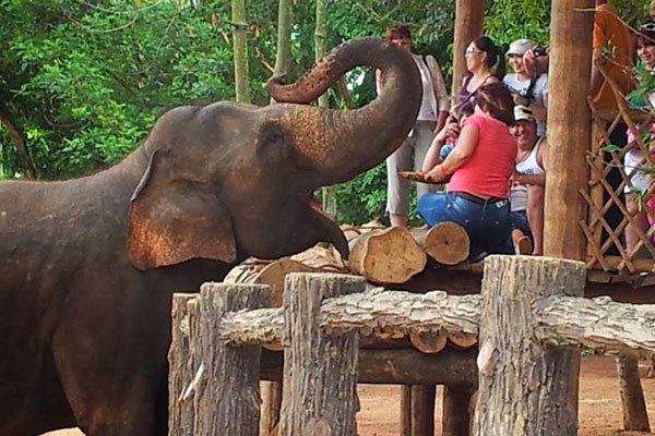 Pinnawela Elephant Sanctuary